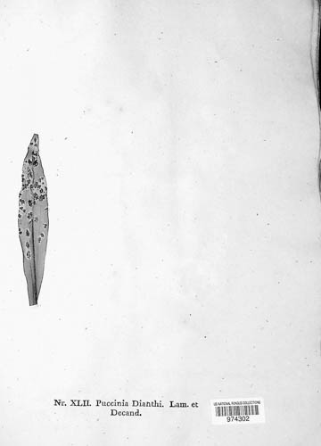 Puccinia dianthi image